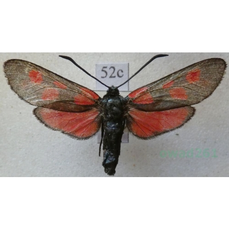 Zygaena viciae (Denis & Schiffermüller, 1775) Kraśnik wykowiec Deutschland52c